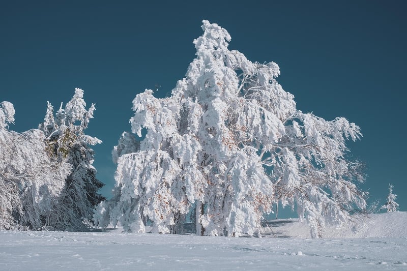 Magic Forest